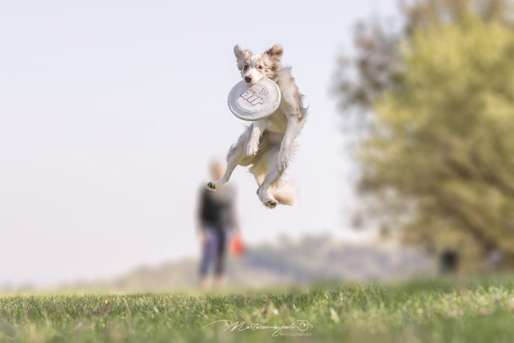 freestyle disc dog