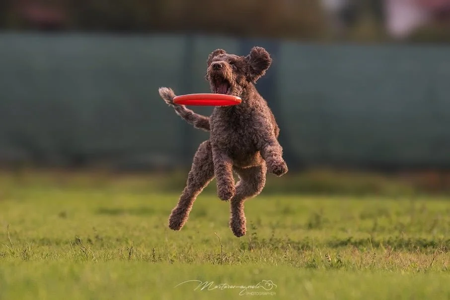 Frisbee Dog