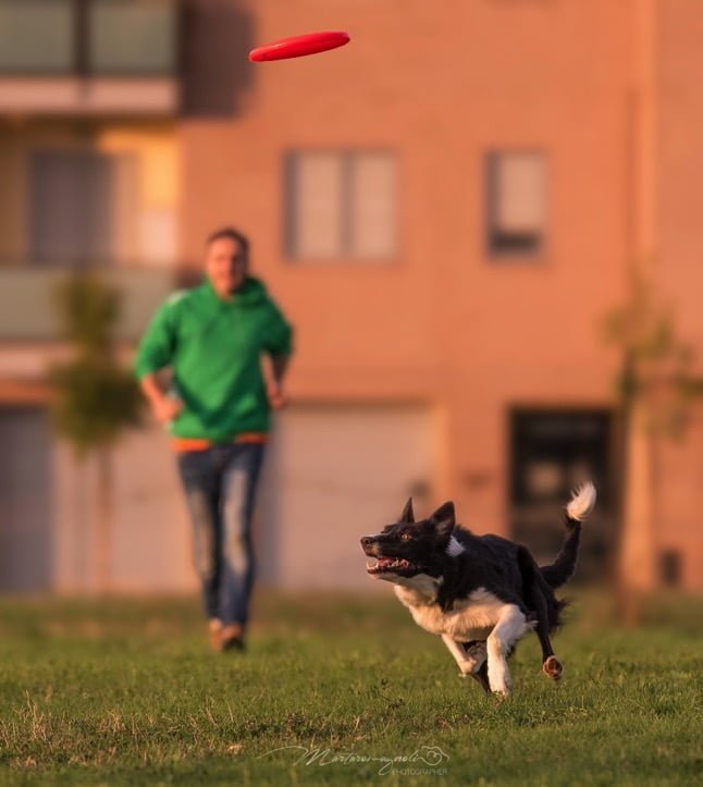 Frisbee Dog