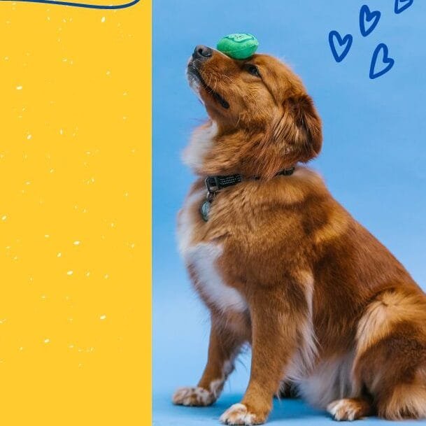 Frisbee Dog: la salute del cane