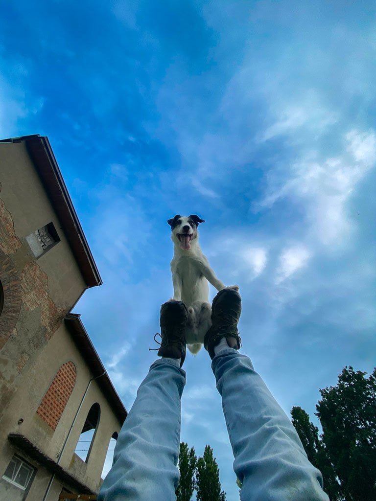 jack russell foot stall
