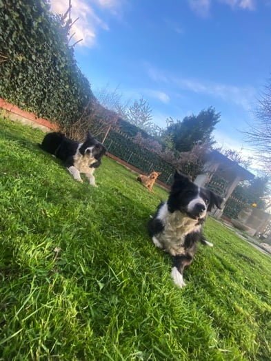 addestramento cani bologna