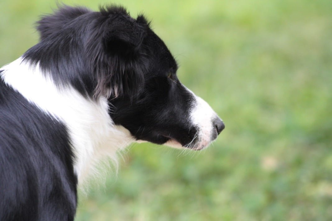 Border Collie