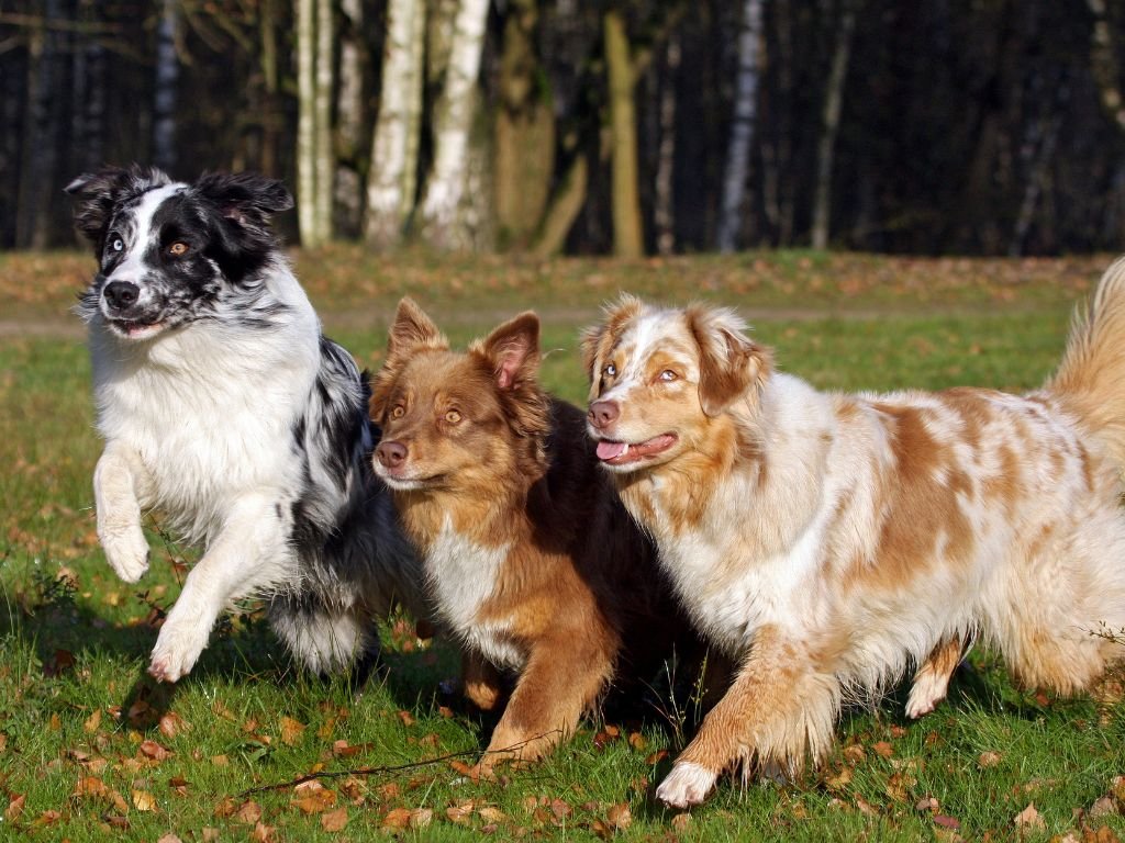Buskers Disc Dog Team - Australian Shepherd Australian Shepherd 2