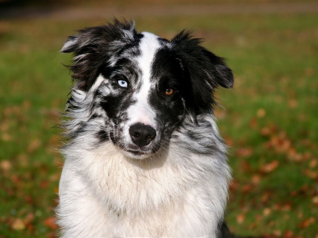 Buskers Disc Dog Team - Australian Shepherd Australian Shepherd 3