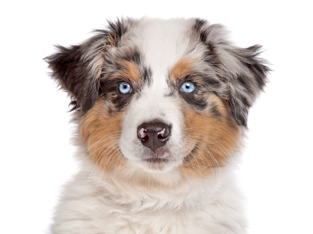 Buskers Disc Dog Team - Australian Shepherd Australian Shepherd cucciolo