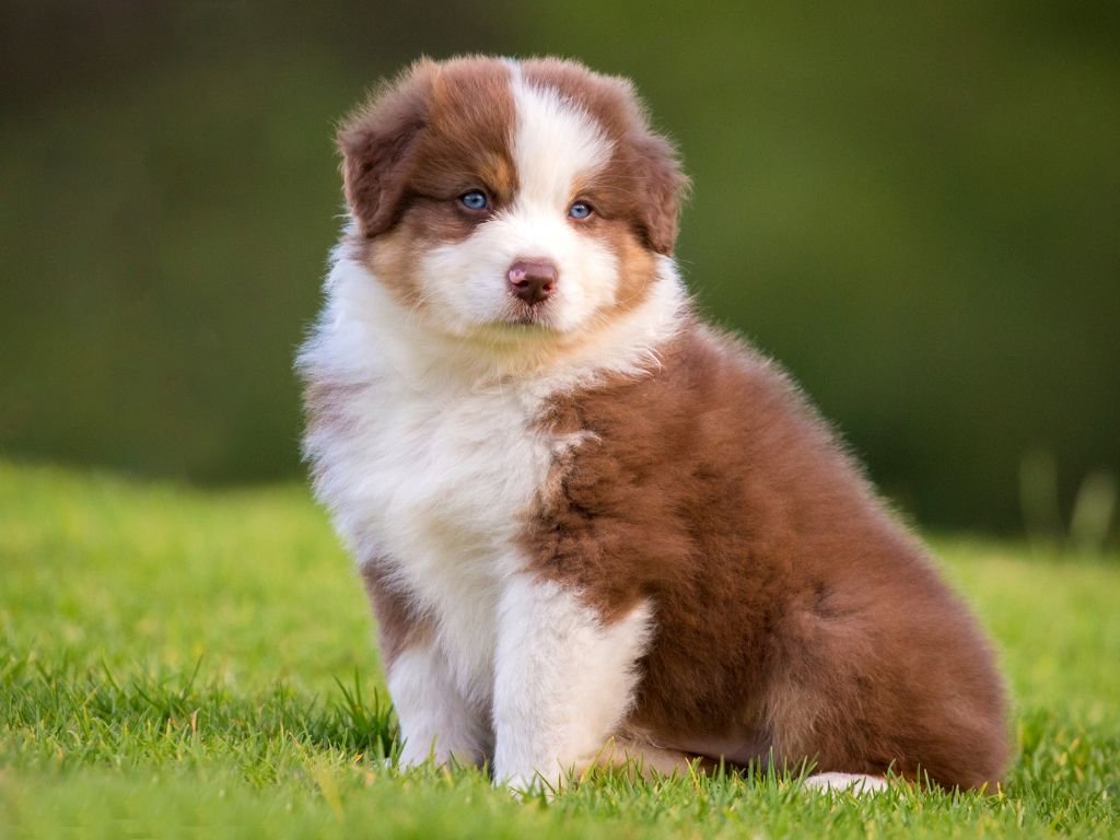 Buskers Disc Dog Team - Australian Shepherd Australian Shepherd cucciolo 2