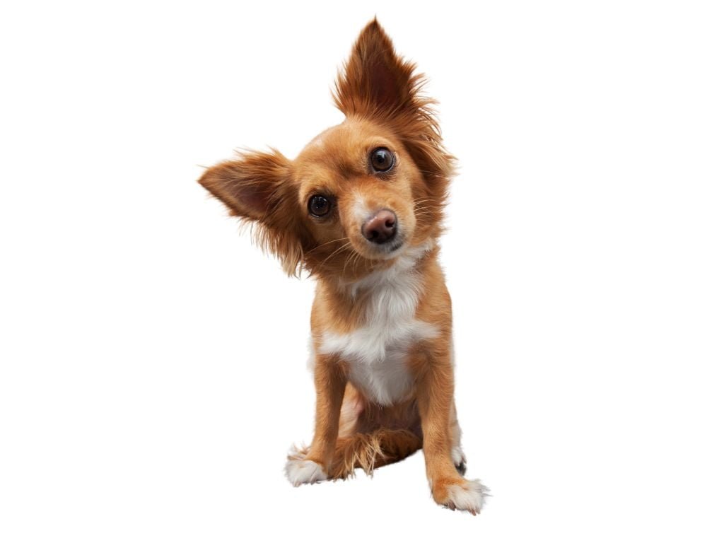 Buskers Disc Dog Team - I cani piccoli possono fare disc dog? cani piccoli 1